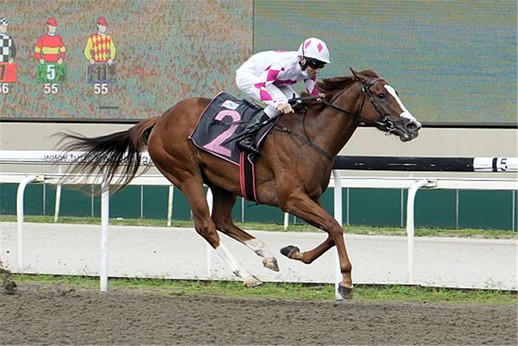 LADY SPRINTBOK winning the CLASS 4