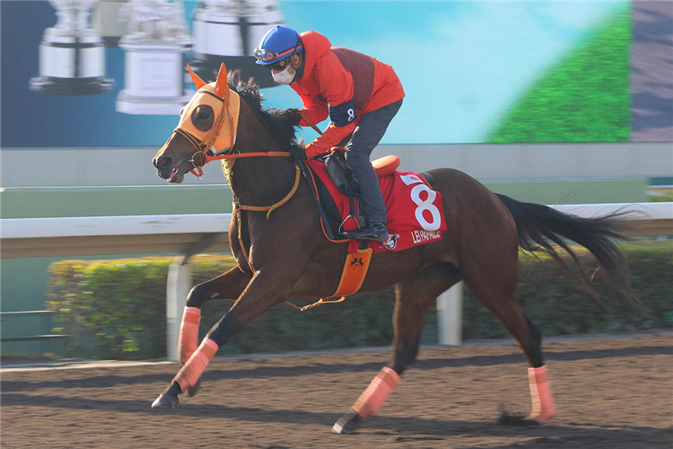 LEI PAPALE during Longines Hong Kong International Races Trackwork session