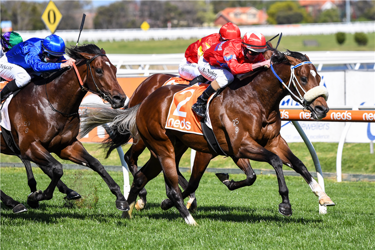 LIGHTSABER winning the Neds Caulfield Guineas Prelude at Caulfield in Australia.