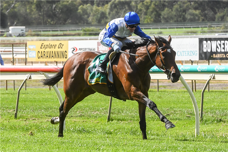 LIQUEURO winning the Bendigo St Leger Trial at Bendigo in Australia.