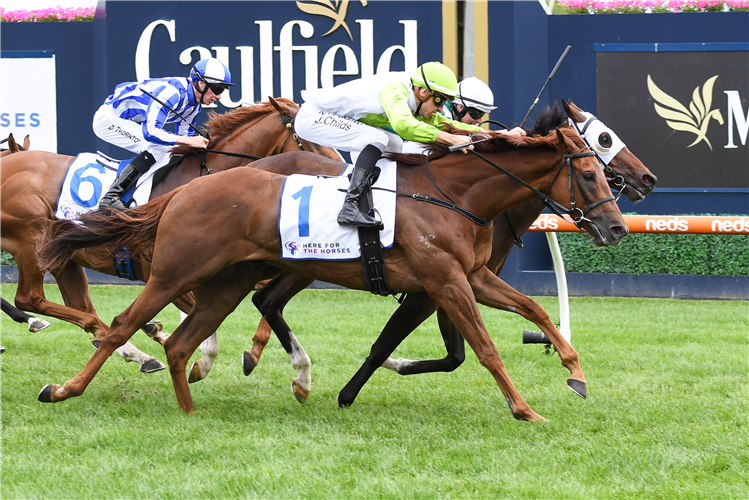LONG ARM winning the Here For The Horses Hcp at Caulfield in Australia.