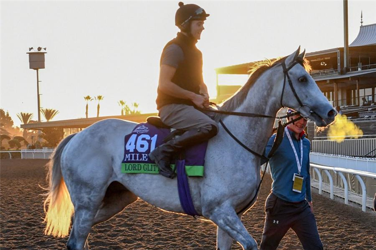 Lord Glitters prior to the 2019 Breeders' Cup Mile