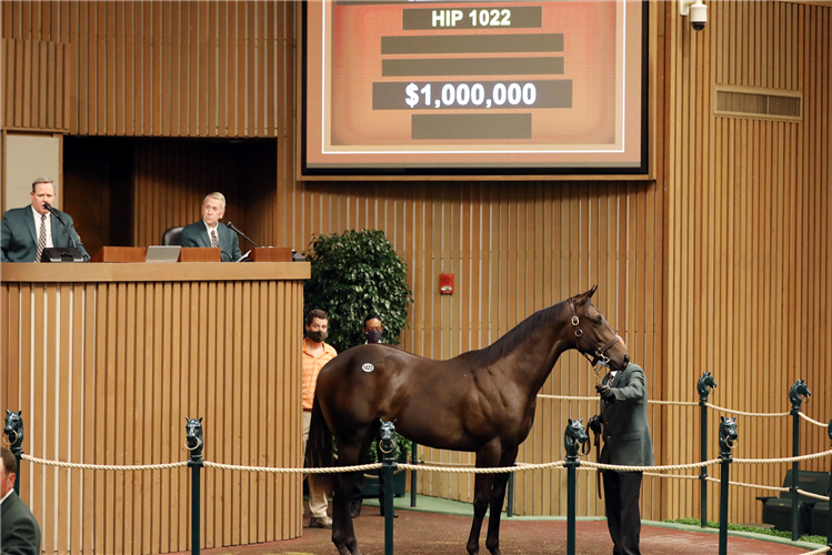 Lot 1022 Street Sense - Critikal Reason colt