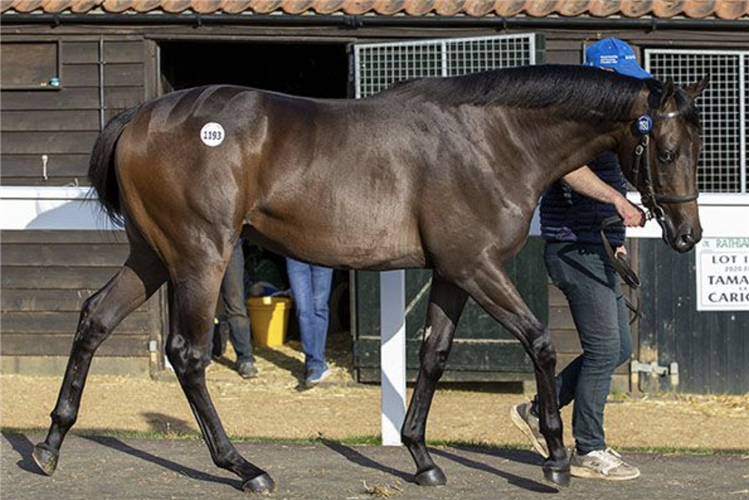 Lot 1193 Time Test - Aurelia colt