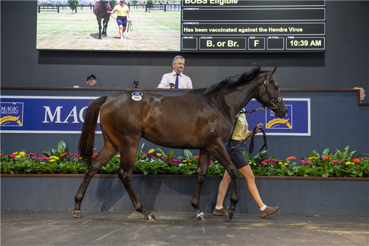 Lot 200 I Am Invincible - Custard filly