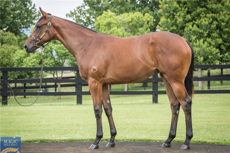 Lot 245 Fastnet Rock - Dreams And Wishes filly