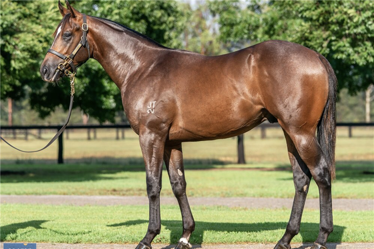 Lot 332 Zoustar - Fuddle Dee Duddle colt.