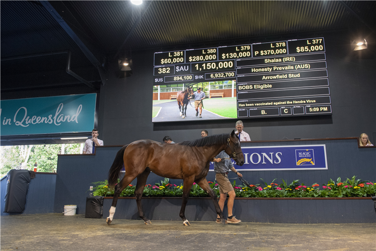 Lot 382 Shalaa - Honesty Prevails colt