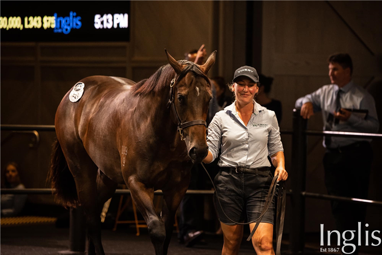 Lot 421 I Am Invincible - Miles Of Krishan filly