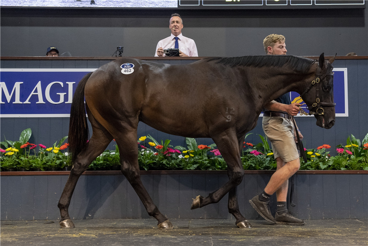 Gold Coast Yearling Sales ring.