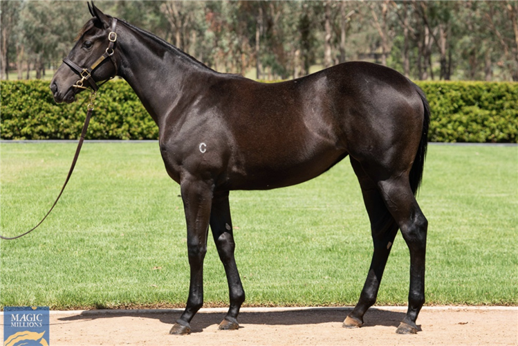 Lot 500 I Am Invincible - Maastricht filly