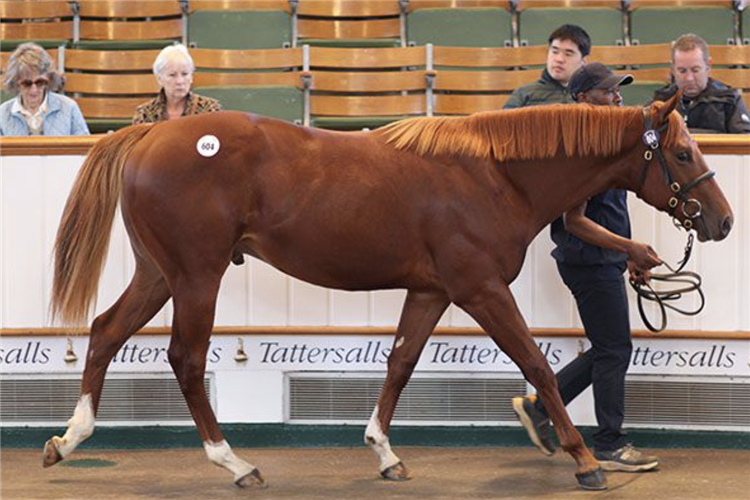 Lot 604 Night of Thunder - Harlequin Girl colt