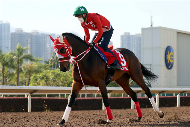 LOVES ONLY YOU during Longines Hong Kong International Races Trackwork session
