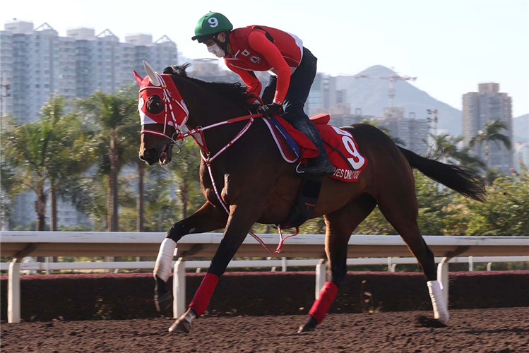LOVES ONLY YOU during Longines Hong Kong International Races Trackwork session