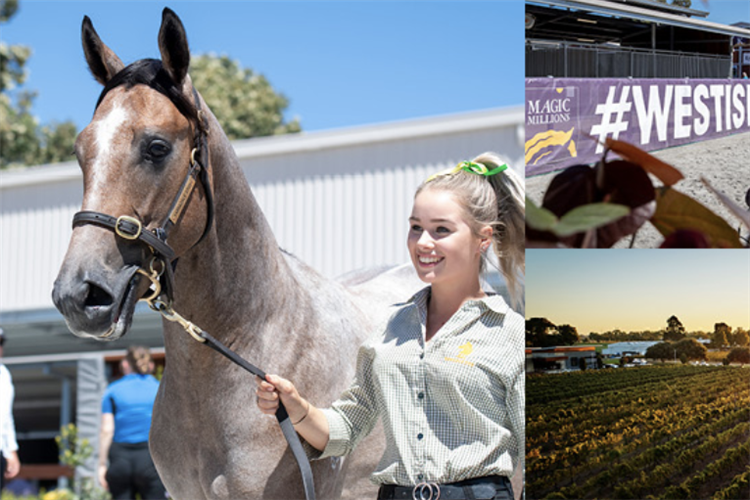 Magic Millions release catalogues