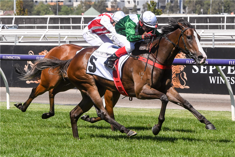 MARBOOSHA winning the Incognitus Stakes at Flemington in Australia.