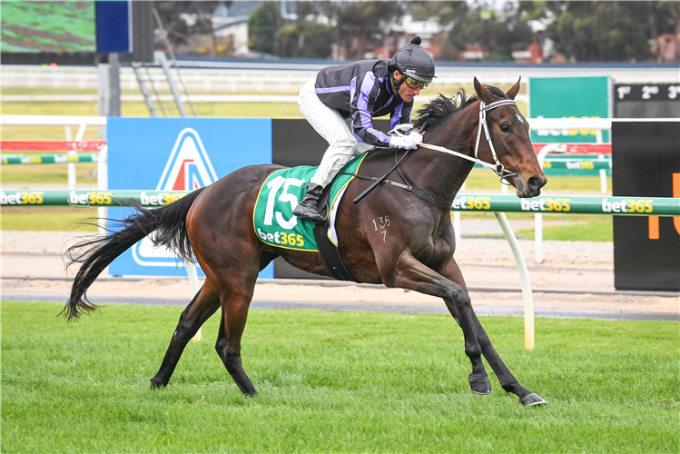 MEDIA AWARD winning the Steigen BM64 Handicap in Geelong, Australia.