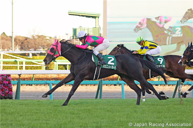 MISS NEW YORK winning the Turquoise Stakes at Nakayama in Japan.