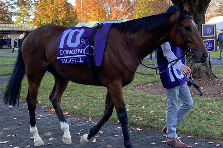 Mogul prior to the Breeders' Cup Turf