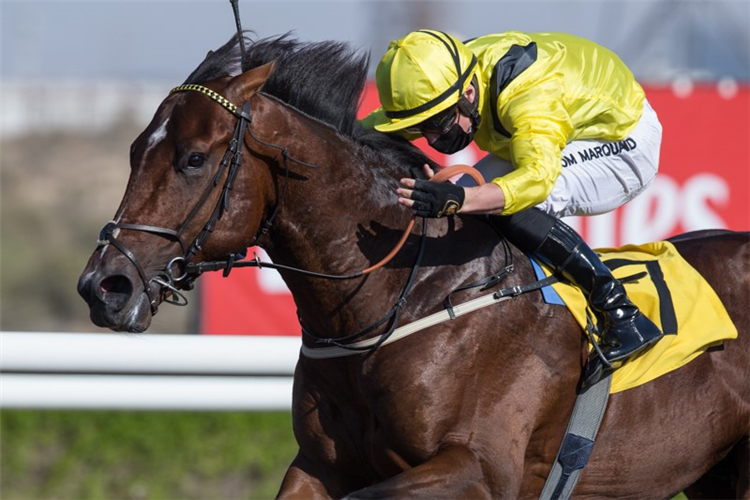 MOUHEEB winning the UAE 2000 Guineas Trial.