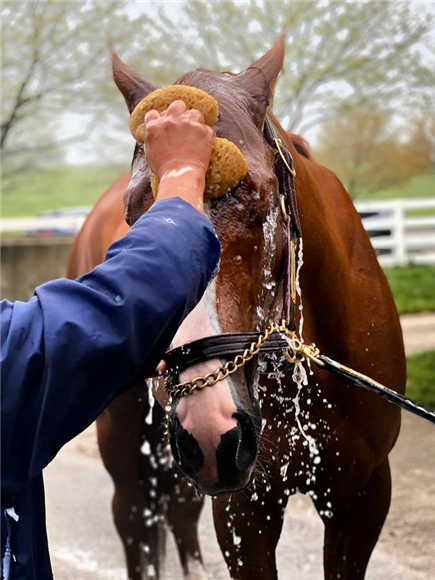 Mystic Guide during bathtime at Keeneland
