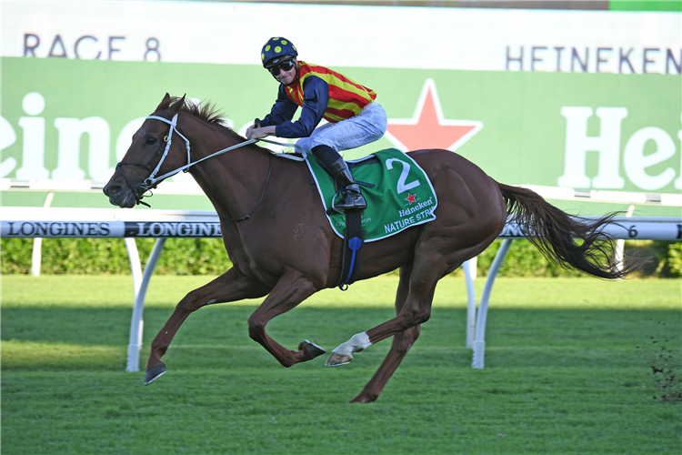 NATURE STRIP winning the Heineken T J Smith Stks at Randwick in Australia.
