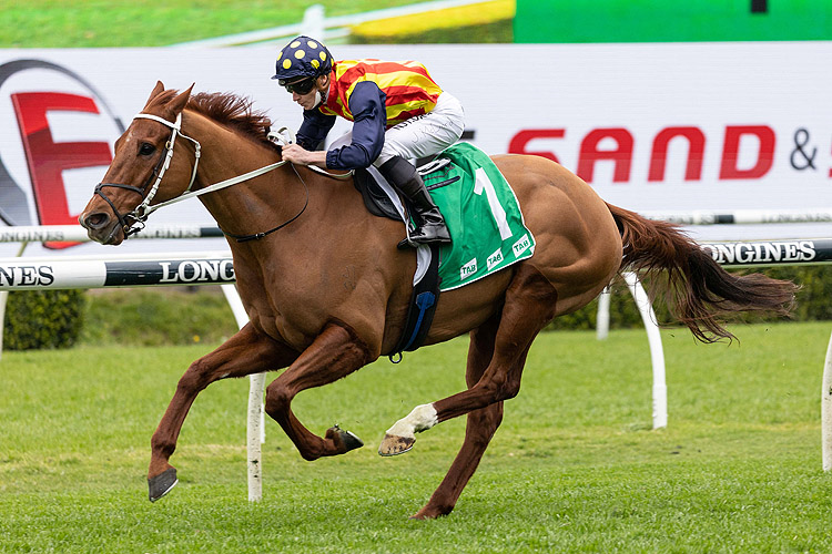 NATURE STRIP winning the Tab Concorde Stakes