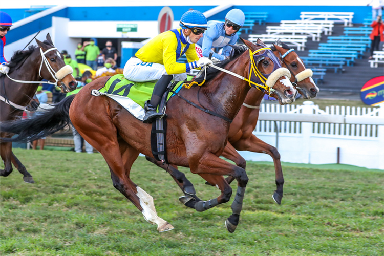 Nebraas and Lyle Hewitson, the four-year-old Vercingetorix gelding is a home-bred for Sheikh Mohammed Bin Khalifa Al Maktoum