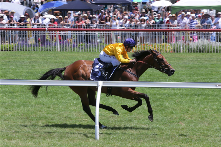 NEEDLE AND THREAD winning the Valachi Downs Royal Stakes