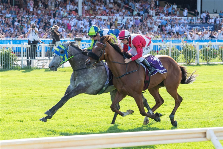 NEUFBOSC just edging ahead in the Tabtouch-Perth Cup