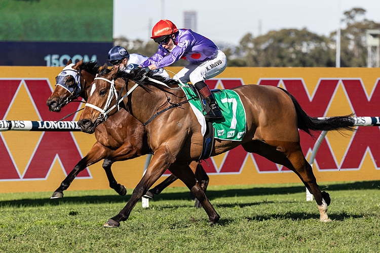 OSCAR ZULU winning the Lynette Lamphee Memorial-Bm88