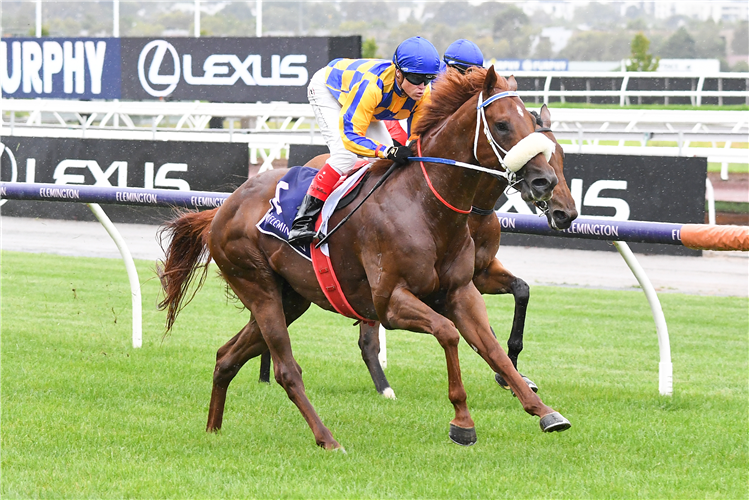 OXLEY ROAD winning the Tick Homes Plate in Flemington, Australia.