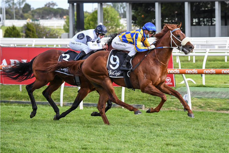 OXLEY ROAD winning the Caulfield Sprint at Caulfield in Australia.