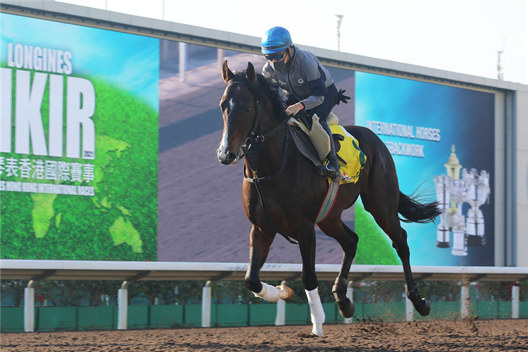 PIXIE KNIGHT during Longines Hong Kong International Races Trackwork session