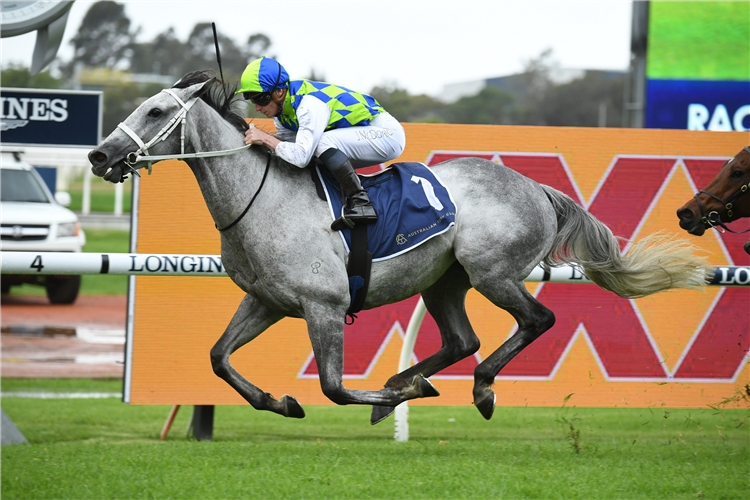 POLLY GREY winning the Atc Cup at Rosehill in Australia.
