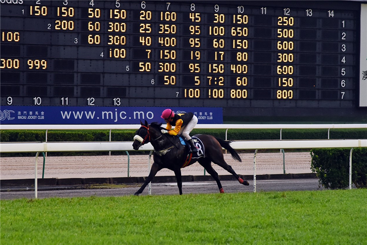 PURSUING EAGLE winning the THE BUDA DE QUATRO FACES