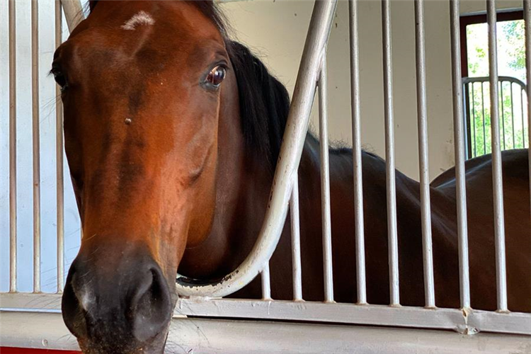 Quip in his Zabeel Stables stall