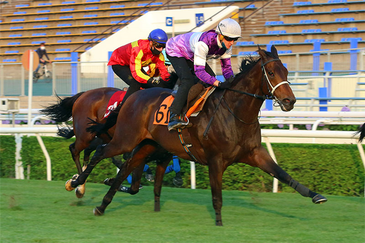 Rattan works home under Chad Schofield at Sha Tin this morning.