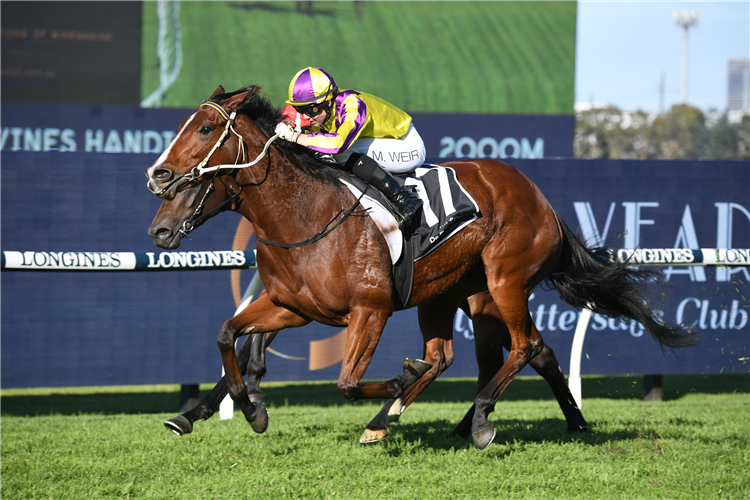 REBEL RAMA winning the De Bortoli Wines Handicap at Rosehill in Australia.