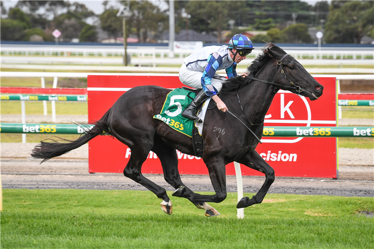 RED SANTA winning the Prestige Jayco Geelong Maiden Plate in Geelong, Australia.