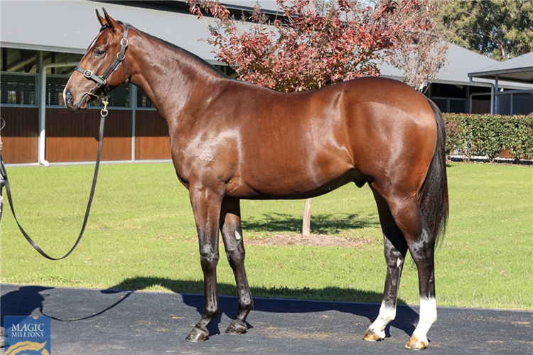 The final yearling by Redoute’s Choice to be sold at public auction.