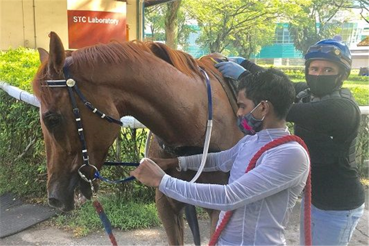 Ricardo Le Grange's apprentice jockey Krisna Thangamani (in the foreground) helps track rider Ayie strap Rocket Star on Tuesday.