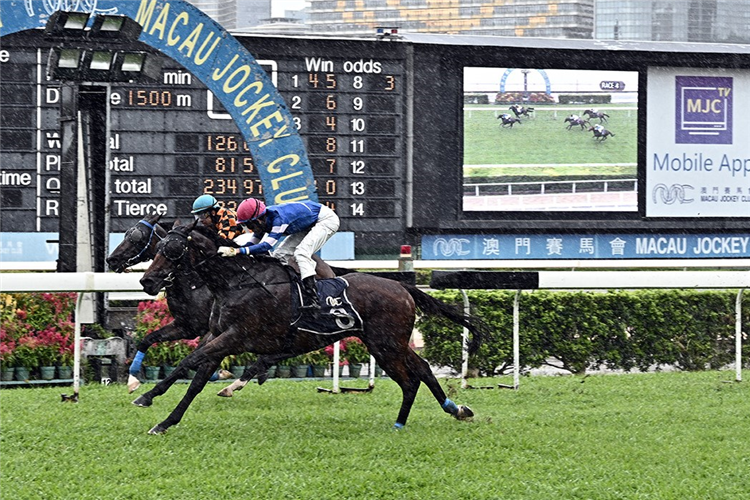 SACRED MAGNATE winning the THE POKFULAM