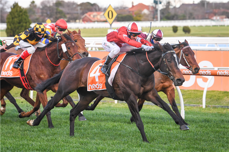SACRED PALACE winning the Filter Form Hcp at Caulfield in Australia.
