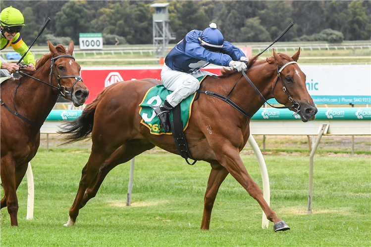 SAINT LOFT winning the Adroit Maiden Plate in Bendigo, Australia.