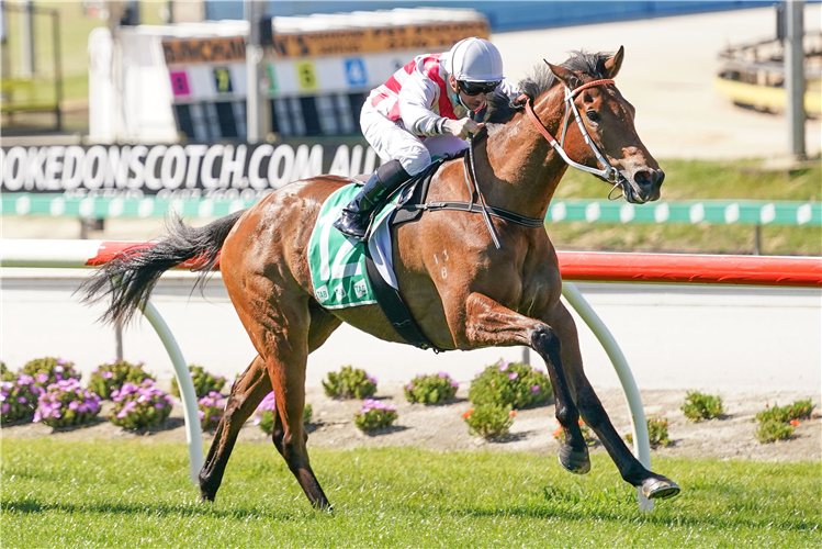 SASKATOON winning the OBrien Real Estate Maiden Plate in Cranbourne, Australia.