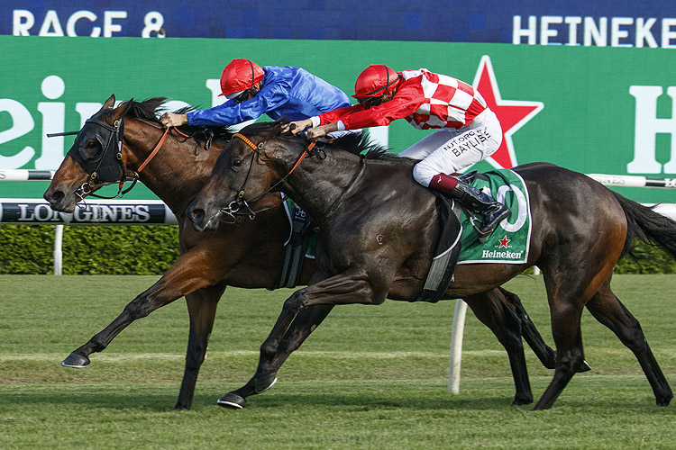 SAVATIANO winning the Heineken Canterbury Stks