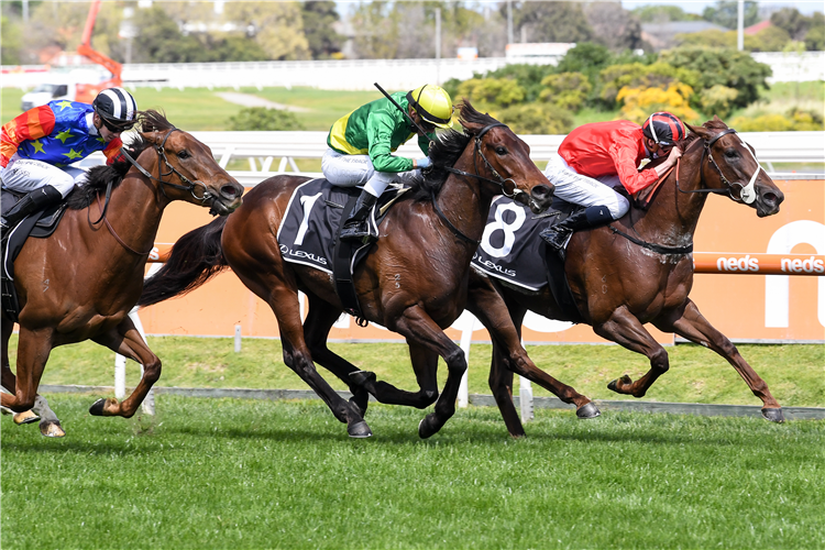 SAVATOXL (yellow cap) winning the Schillaci Stakes at Caulfield in Australia.