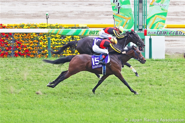 SCHNELL MEISTER winning the NHK Mile Cup at Tokyo in Japan.