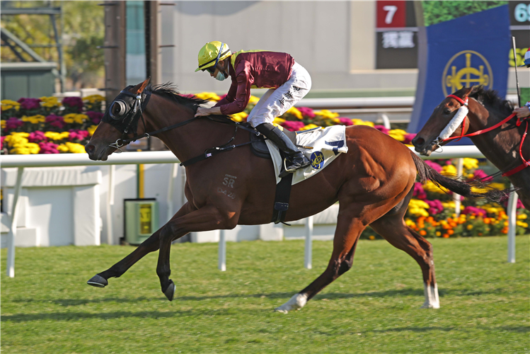 Sea Of Life is on a Hong Kong Derby trail.
